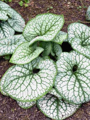 Brunnera macrophylla 'Sea Heart'