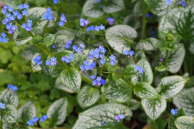 Brunnera macrophylla 'Sea Heart'