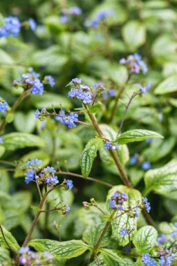Brunnera macrophylla 'Silver Heart'