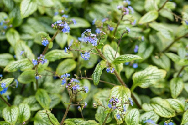 Brunnera macrophylla 'Silver Heart'