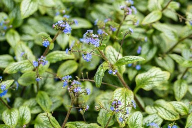 Brunnera macrophylla 'Silver Heart'