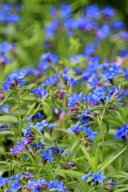 FÀrgvÀxlare Buglossoides purpurocaerulea 5-10 i kruka P9 Buglossoides purpurocaerulea