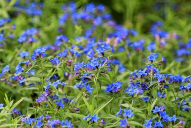 FÀrgvÀxlare Buglossoides purpurocaerulea 5-10 i kruka P9 Buglossoides purpurocaerulea