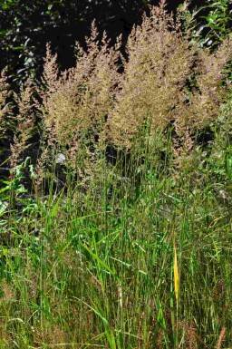 Piprör Calamagrostis arundinacea 5-10 i kruka P9 Calamagrostis arundinacea