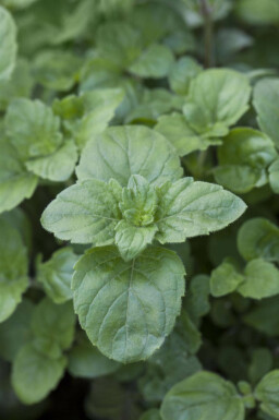 Storblommig bergmynta Calamintha grandiflora 5-10 i kruka P9 Calamintha grandiflora