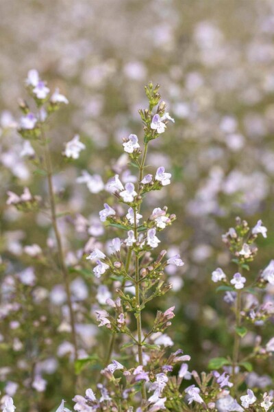 Calamintha nepeta 'Blue Cloud'