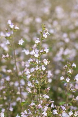 Calamintha nepeta 'Blue Cloud'