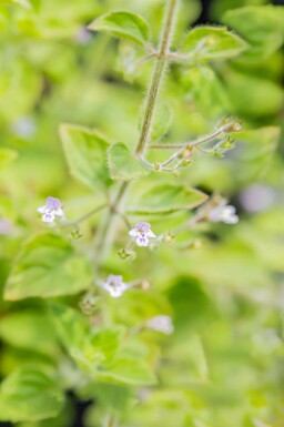 Calamintha nepeta 'Blue Cloud'