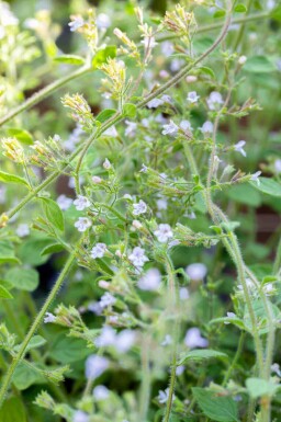 Calamintha nepeta 'Blue Cloud'