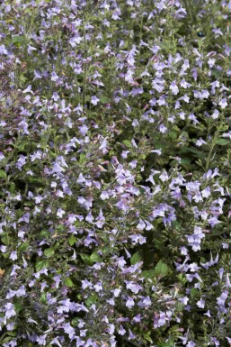 Stenkyndel Calamintha nepeta 'Marvelette Blue' 5-10 i kruka P9 Calamintha nepeta 'Marvelette Blue'