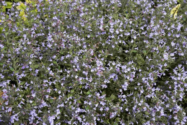 Calamintha nepeta 'Marvelette Blue'