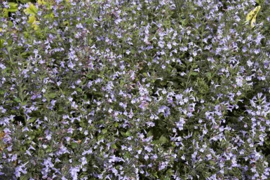 Stenkyndel Calamintha nepeta 'Marvelette Blue' 5-10 i kruka P9 Calamintha nepeta 'Marvelette Blue'
