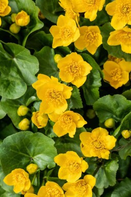 Caltha palustris