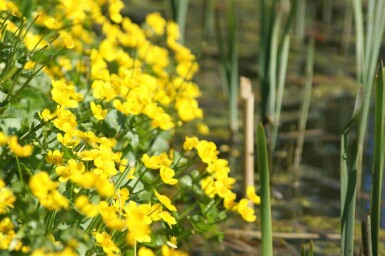 Caltha palustris