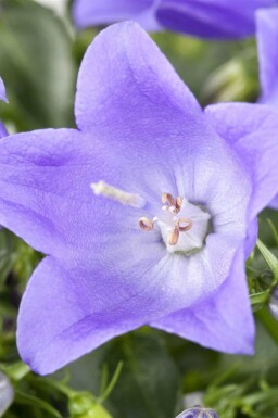 Blåklocka Campanula cochleariifolia 5-10 i kruka P9 Campanula cochleariifolia