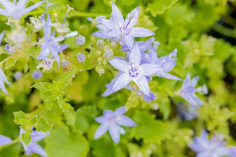 Blåklocka Campanula garganica 5-10 i kruka P9 Campanula garganica