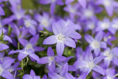 Blåklocka Campanula garganica 5-10 i kruka P9 Campanula garganica
