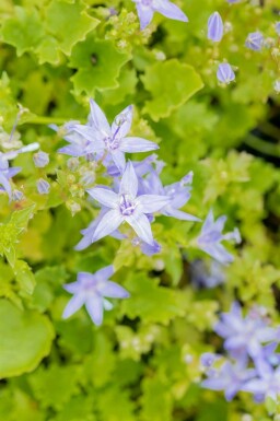 Blåklocka Campanula garganica 5-10 i kruka P9 Campanula garganica