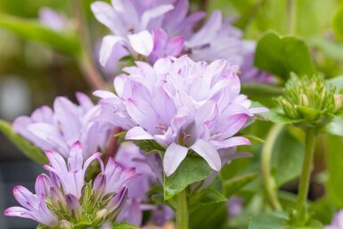 Blåklocka Campanula glomerata 'Caroline' 5-10 i kruka P9 Campanula glomerata 'Caroline'