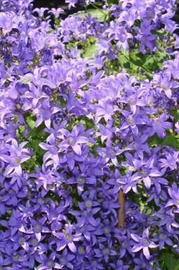 Mjölkklocka Campanula lactiflora 5-10 i kruka P9 Campanula lactiflora