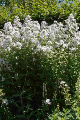 Stor blåklocka Campanula latifolia 'Alba' 5-10 i kruka P9 Campanula latifolia 'Alba'