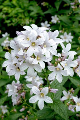Stor blåklocka Campanula latifolia 'Alba' 5-10 i kruka P9 Campanula latifolia 'Alba'