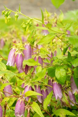 Koreansk blåklocka Campanula takesimana 5-10 i kruka P9 Campanula takesimana