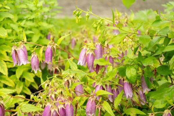 Campanula takesimana