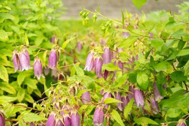 Koreansk blåklocka Campanula takesimana 5-10 i kruka P9 Campanula takesimana