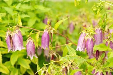 Koreansk blåklocka Campanula takesimana 5-10 i kruka P9 Campanula takesimana