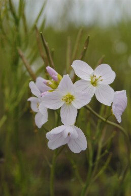 Cardamine pratensis
