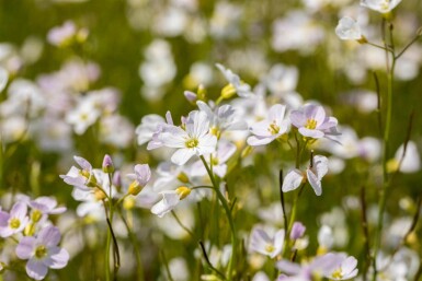 Cardamine pratensis