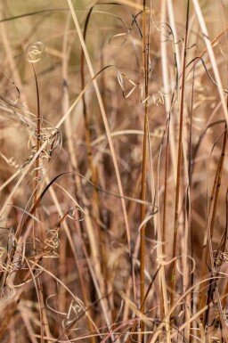 Carex comans 'Bronze Form'