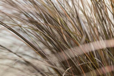 Carex comans 'Bronze Form'