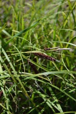 Blåsstarr Carex flacca 5-10 i kruka P9 Carex flacca