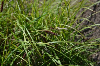 Blåsstarr Carex flacca 5-10 i kruka P9 Carex flacca