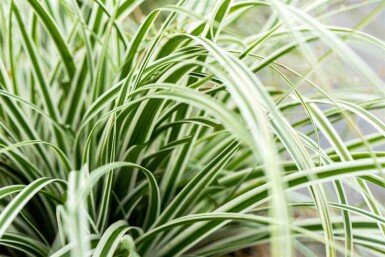 Carex oshimensis 'Everest'