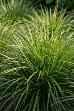Japansk starr Carex oshimensis 'Evergreen' 5-10 i kruka P9 Carex oshimensis 'Evergreen'