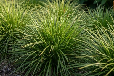 Japansk starr Carex oshimensis 'Evergreen' 5-10 i kruka P9 Carex oshimensis 'Evergreen'