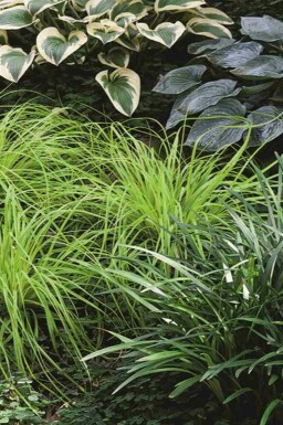 Carex oshimensis 'Everillo'