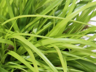 Carex oshimensis 'Everillo'