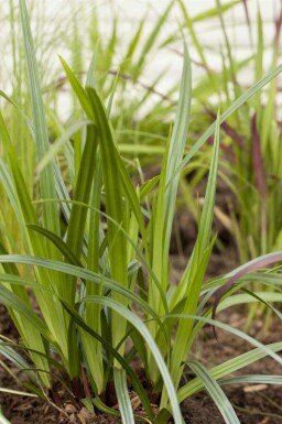 Bredbladad starr Carex plantaginea 5-10 i kruka P9 Carex plantaginea