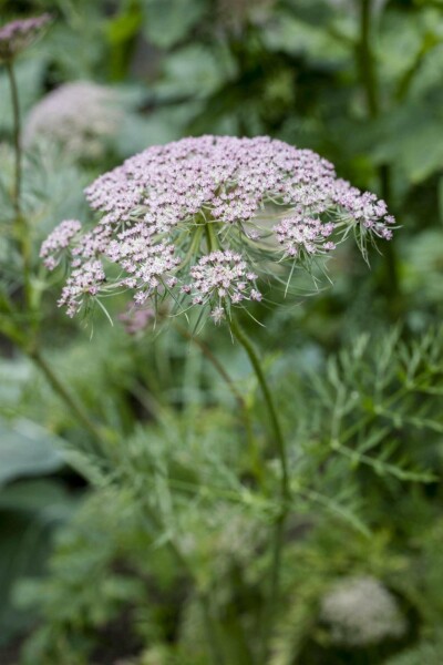 Kummin Carum carvi 5-10 i kruka P9 Carum carvi