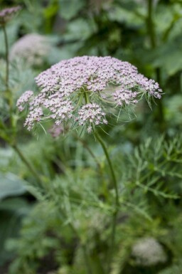 Kummin Carum carvi 5-10 i kruka P9 Carum carvi