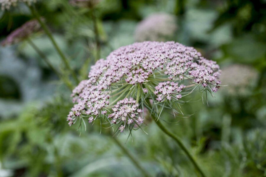 Kummin Carum carvi 5-10 i kruka P9 Carum carvi