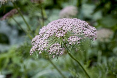 Kummin Carum carvi 5-10 i kruka P9 Carum carvi