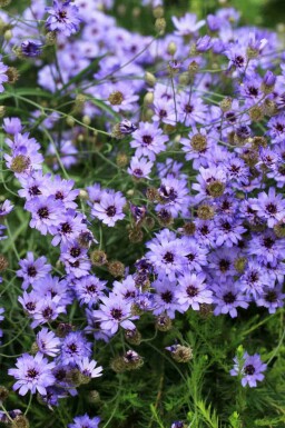 Blåskägg Catananche caerulea 5-10 i kruka P9 Catananche caerulea