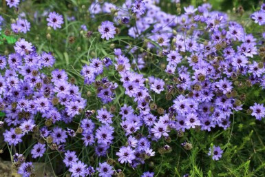 Blåskägg Catananche caerulea 5-10 i kruka P9 Catananche caerulea