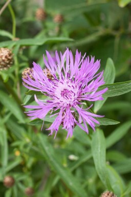 Rödklint Centaurea jacea 5-10 i kruka P9 Centaurea jacea