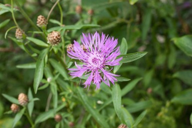 Rödklint Centaurea jacea 5-10 i kruka P9 Centaurea jacea